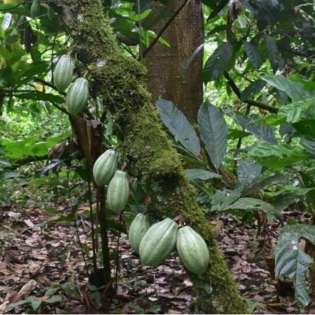 Agrofloresta de cacau na Mata Atlântica. Esses sistemas agrícolas apresentaram níveis mais baixos de contaminação por chumbo e manganês, porém mais altos de cobre em alguns morcegos