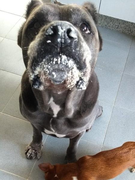 A cadelinha gulosa de André Marques enfiou a cara na farinha - Reprodução/ Instagram