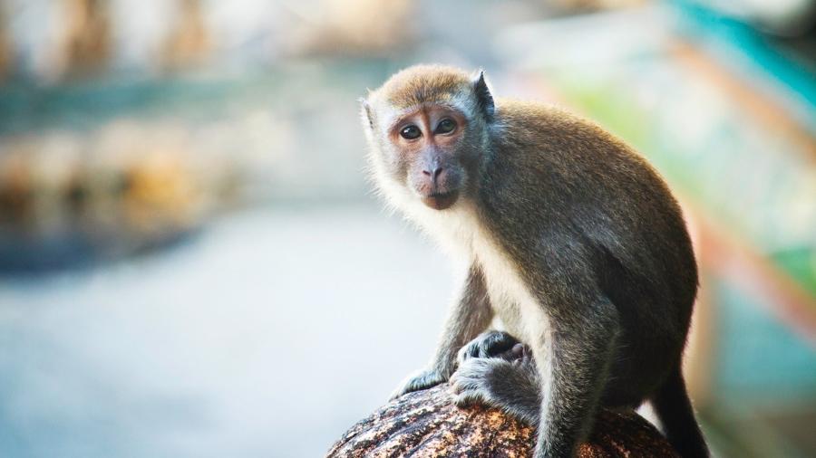 Imagens revelam o exato momento do parto de um macaco