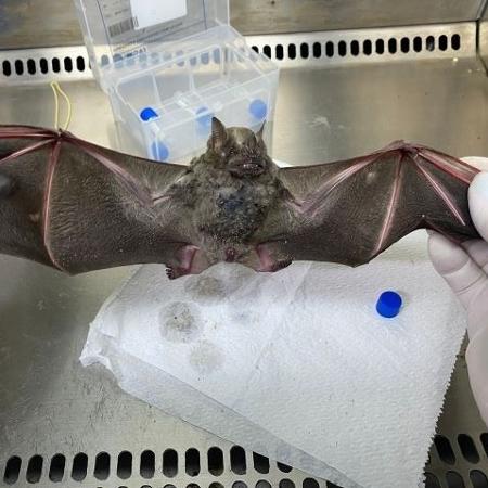 Morcego da espécie Carollia perspicillata analisado em laboratório do Ceará