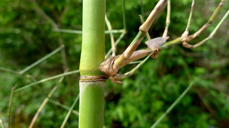 Taboca da espécie Guadua paniculata Taboca da espécie Guadua paniculata