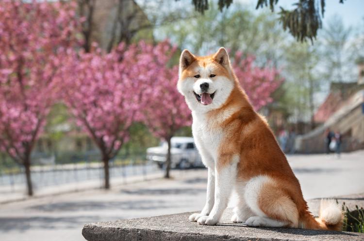 Akita Inu Akita Inu