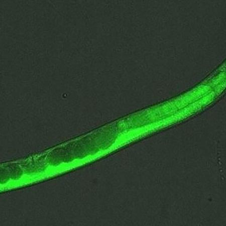 Ensaios com vermes da espécie Caenorhabditis elegans ajudam a entender a importância de certos genes humanos no tratamento da esquizofrenia  - Divulgação