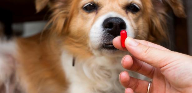 Paracetamol e outros remédios comuns podem ser fatais para cães e gatos