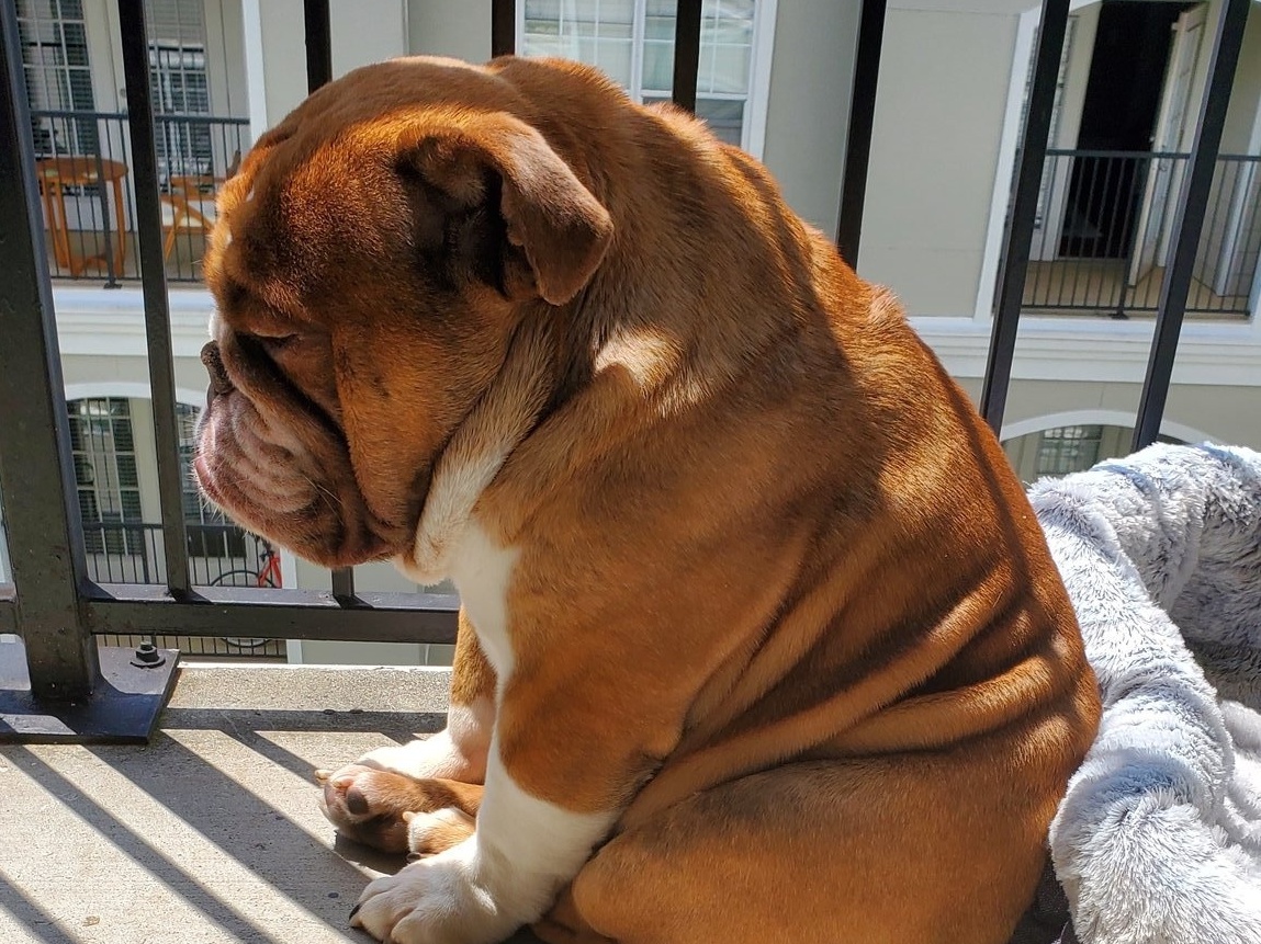 Coronavírus: o isolamento tem feito todos nós sofrermos como este buldogue