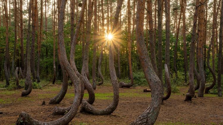 Floresta de árvores tortas em Gryfino, na Polônia