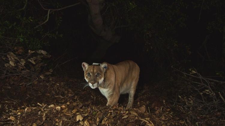 O felino era muito amado pelos moradores da cidade - National Park Service - National Park Service