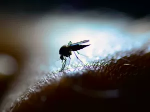 Conheça 10 problemas de saúde causados por mosquitos