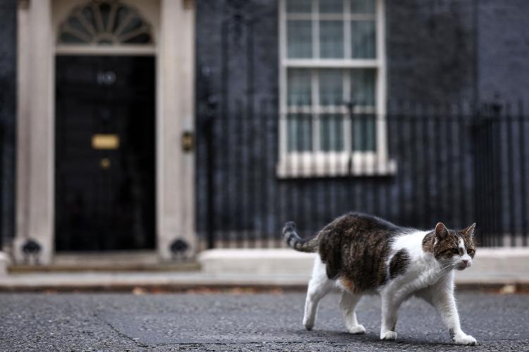 Larry, o gato de Downing Street que acompanha as mudanças políticas do Reino Unido desde 2011