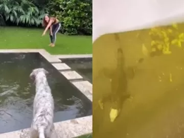 Anitta encontra iguana dentro de piscina em sua casa: 'A piscina é dela'