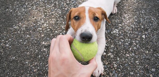Pare de só jogar bolinha: como aumentar o vínculo afetivo com seu pet