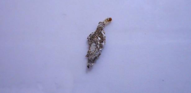 Como acabar com as traças nas roupas e no armário