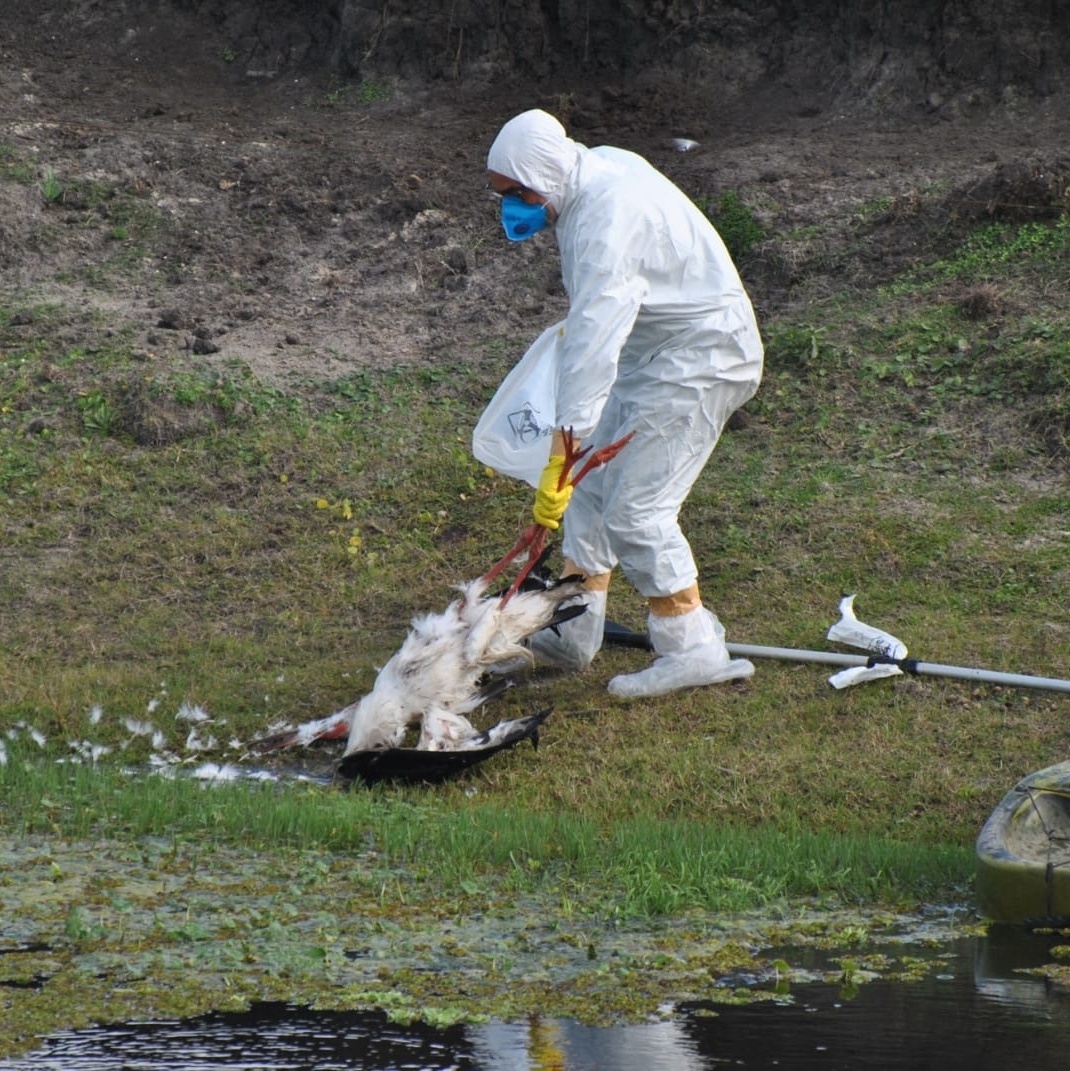 Febre maculosa: casos aumentam em período de seca, veja ações