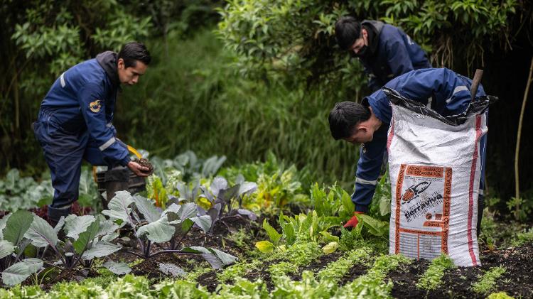 Fezes das larvas de besouro são vendidas como fertilizante natural para os agricultores da região de Boyacá, na Colômbia