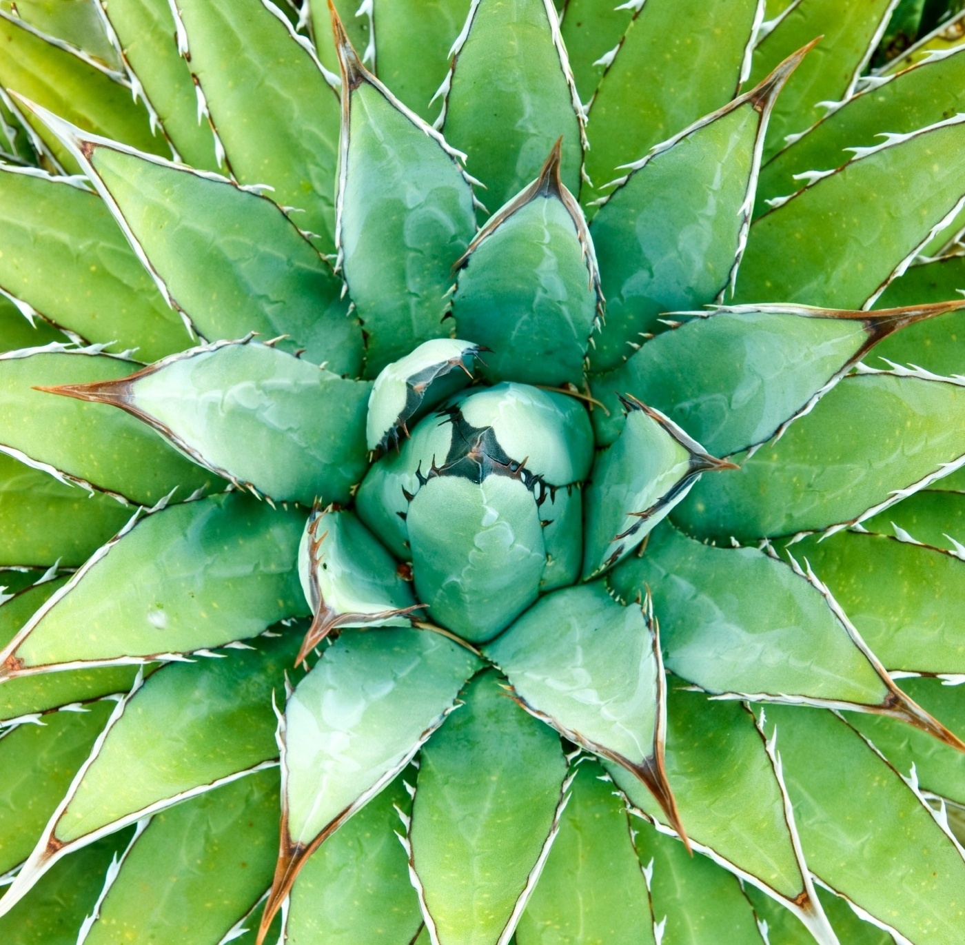 Agave: com folhas grandes, pontiagudas e com espinhos, a espécie Agave americana é indicada na composição de jardins tropicais e geométricos. Plante-a em solo drenável, com incidência solar direta. Não exagere na quantidade de água ao irrigá-la porque a planta não suporta encharcamentos - Getty Images