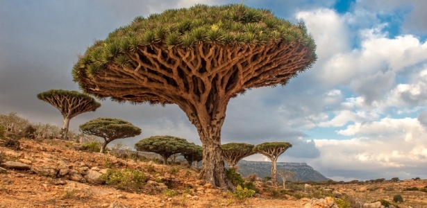 A árvore "Sangue de Dragão" é um dos símbolos de Socotra - Getty Images