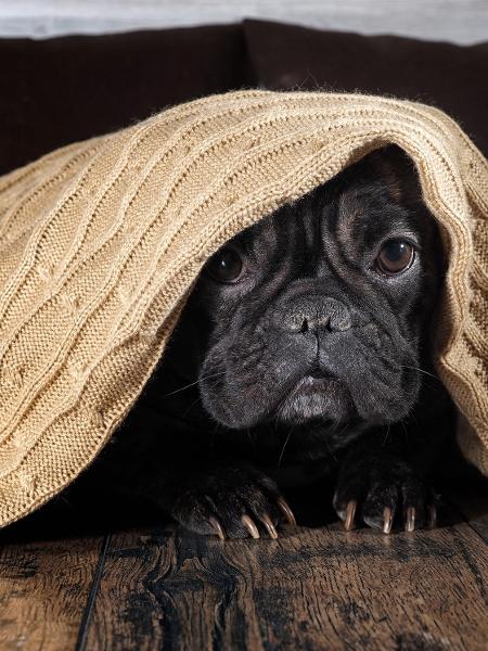 Cachorro com medo dos fogos: dá para evitar - iStock
