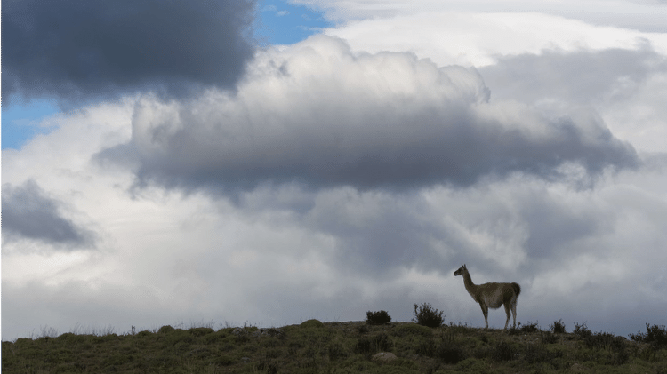Os guanacos, 'primos das lhamas', fazem parte da fauna do Parque Nacional da Patagônia - Getty Images - Getty Images