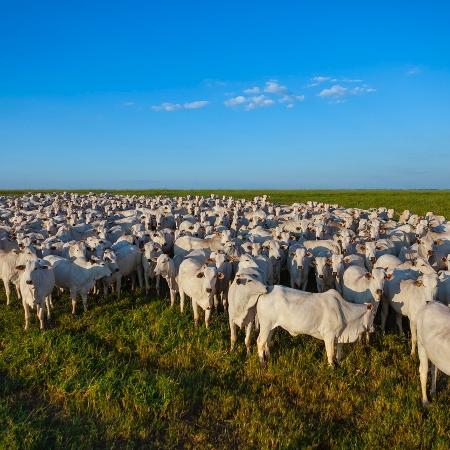 Rebanho de gado nelore no Mato Grosso do Sul - iStock