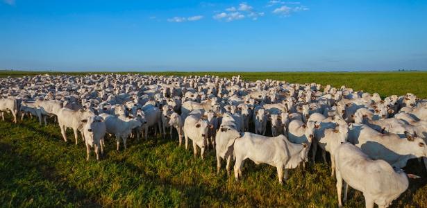 Por que pecuária, que ocupa área de dois Amazonas, segue ineficiente e desmatando?