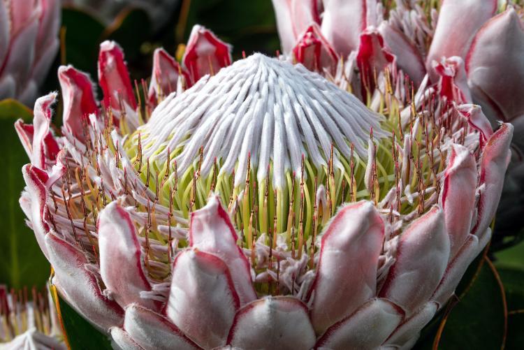 King Protea (Cynaroides): a mais fácil de ser encontrada e mais famosa - David Clode/Unsplash - David Clode/Unsplash