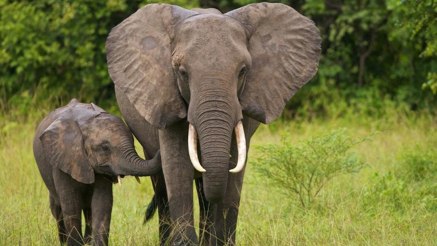 Elefantes-africanos adultos não têm predadores, mas quase foram extintos - iStock