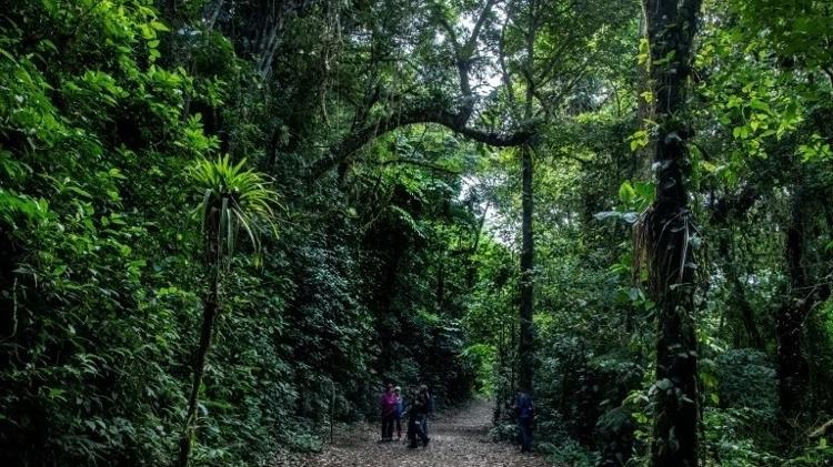 A névoa caracteristica da floresta está cada vez mais rara por causa do aquecimento do planeta - Getty Images - Getty Images