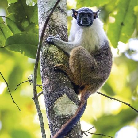 O sauin-de-coloeira, pequeno macaco amazônico, precisou se adaptar aos ruídos urbanos