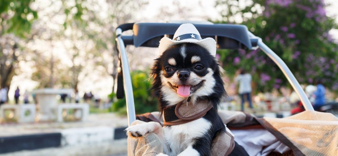 Cachorro no carrinho de bebê - Getty images