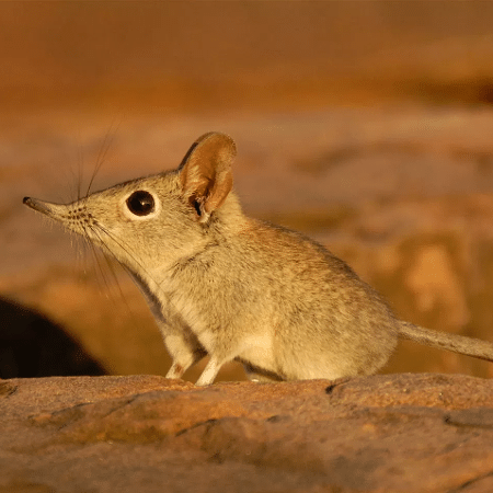O musaranho será um personagem inédito em "O Rei Leão" - Reprodução - Reprodução
