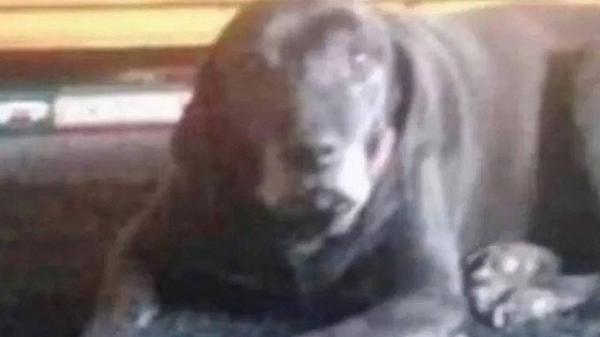 Foto de cachorro viraliza: você consegue enxergar um palhaço? Alguns internautas, sim