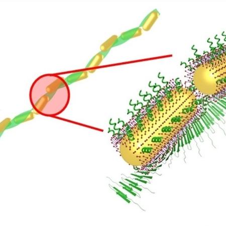 Nanobastões de ouro combinados a peptídeos sintéticos facilitam a detecção de placas amiloides - Science/divulgação