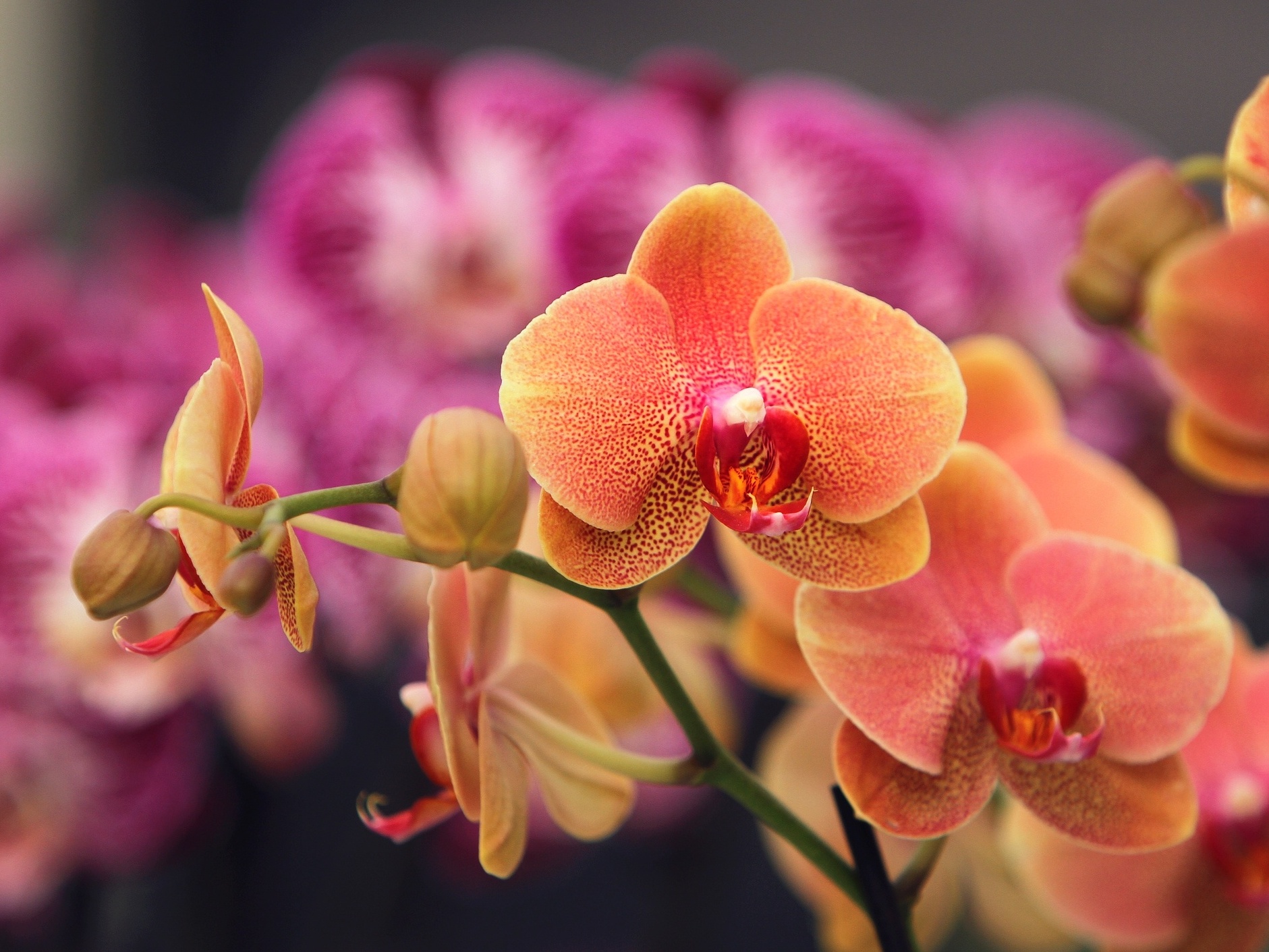 Orquídeas: veja cuidados para ter a planta sempre saudável e bonita