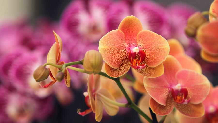 Orquídeas em flor: veja cuidados para ter a planta sempre saudável e bonita - Getty Images/500px Prime
