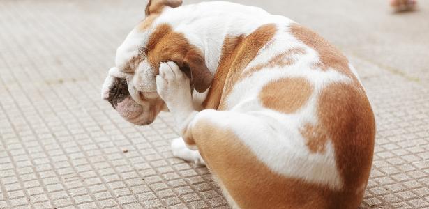 Alergia e coceira em cães: por que a dermatite atópica está mais comum?