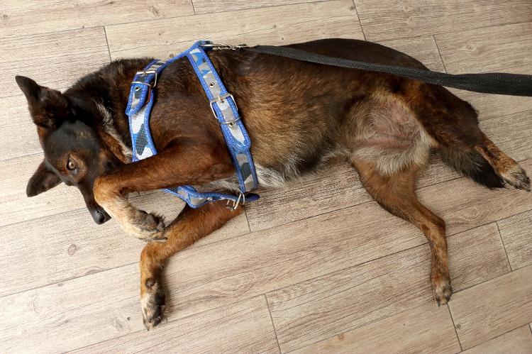 Bella, the dog rescued with Australian Tim Shaddock after escaping more than two months in the Pacific Ocean - ULISES RUIZ / AFP - ULISES RUIZ / AFP