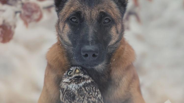 Cão e coruja fotografados por Tanja Brandt