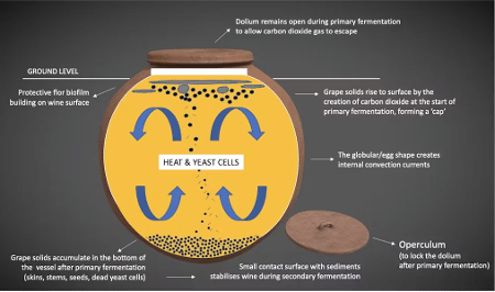 Ilustração do processo de fermentação em qvevri e dolia