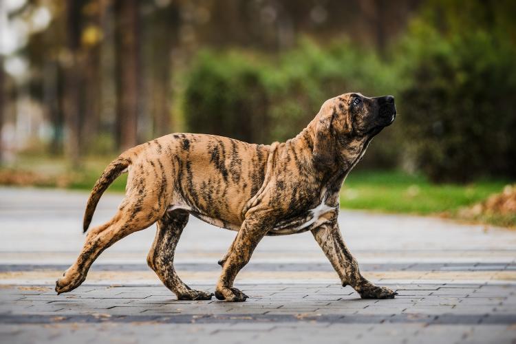 Fila Brasileiro Fila Brasileiro