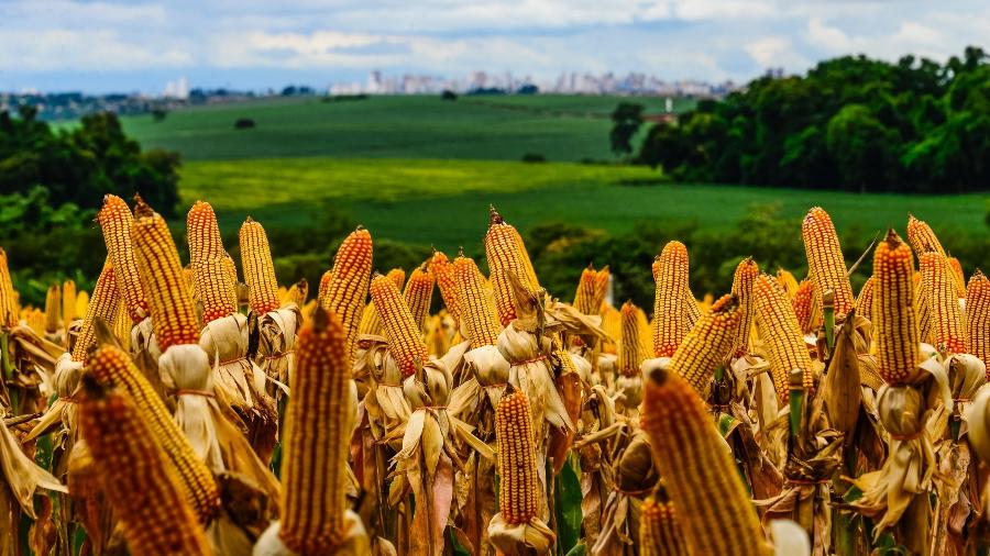 Brasil é um grande exportador de milho e pode voltar a figurar como segundo maior na temporada 2021/22 - Flavio Benedito/Getty Images