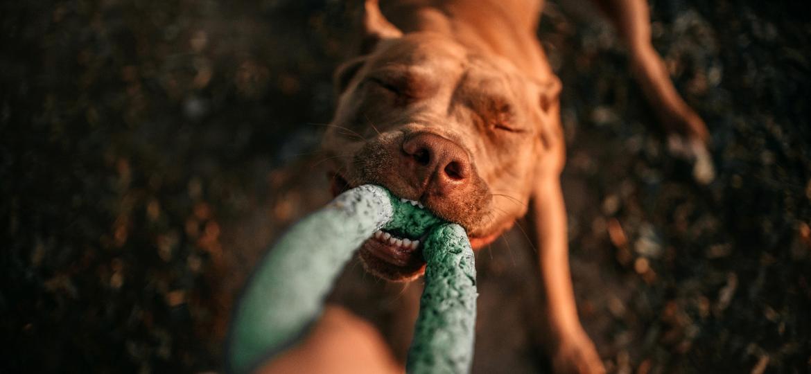 Equilíbrio e acompanhamento profissional são as chaves para exercícios saudáveis para cães - Getty Images/iStockphoto