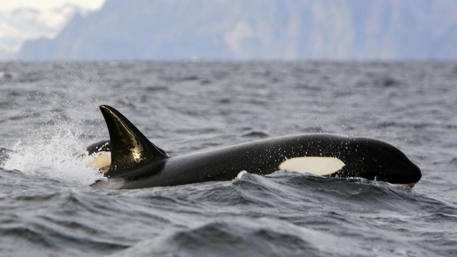 A orca que já sobe o Sena desde abril está com a saúde bastante debilitada, por ter sido exposta a muita água doce (foto ilustrativa) - Michel VIARD/Getty Images/iStockphoto