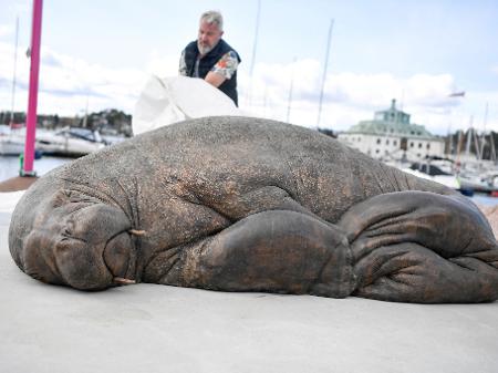 Morsa que se tornou estrela do verão da Noruega é sacrificada: 'Não tinha  solução