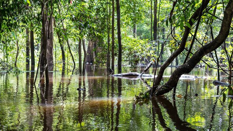 Cheia de rio na Reserva de Desenvolvimento Sustentável Mamirauá Cheia de rio na Reserva de Desenvolvimento Sustentável Mamirauá