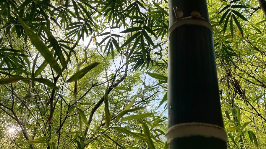 Taquaruçu (Guadua angustifolia), bambu nativo do Brasil Taquaruçu (Guadua angustifolia), bambu nativo do Brasil