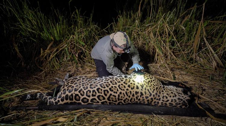 O pesquisador Gediendson Ribeiro de Araujo escuta o coração de uma onça-pintada macho, batizada de Leonço, capturada para coleta de material biológico e genético O pesquisador Gediendson Ribeiro de Araujo escuta o coração de uma onça-pintada macho, batizada de Leonço, capturada para coleta de material biológico e genético