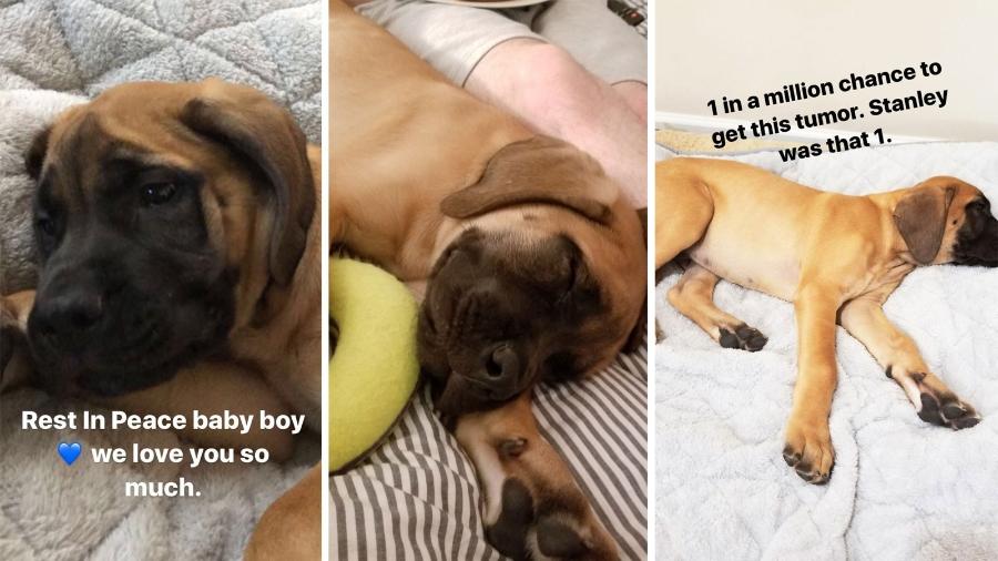 Stanley, o cãozinho de Millie Bobby Brown - Reprodução/Instagram