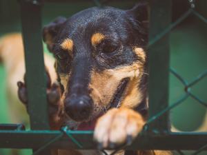 Cão aguarda adoção no Projeto Segunda Chance - Marta Lopez Fotografia - Marta Lopez Fotografia