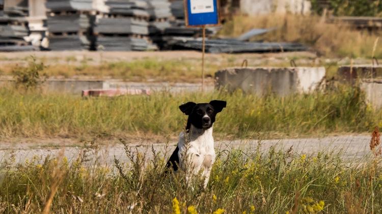 Cachorro passeia por uma das paisagens de Chernobyl  - Reprodução/Airbnb