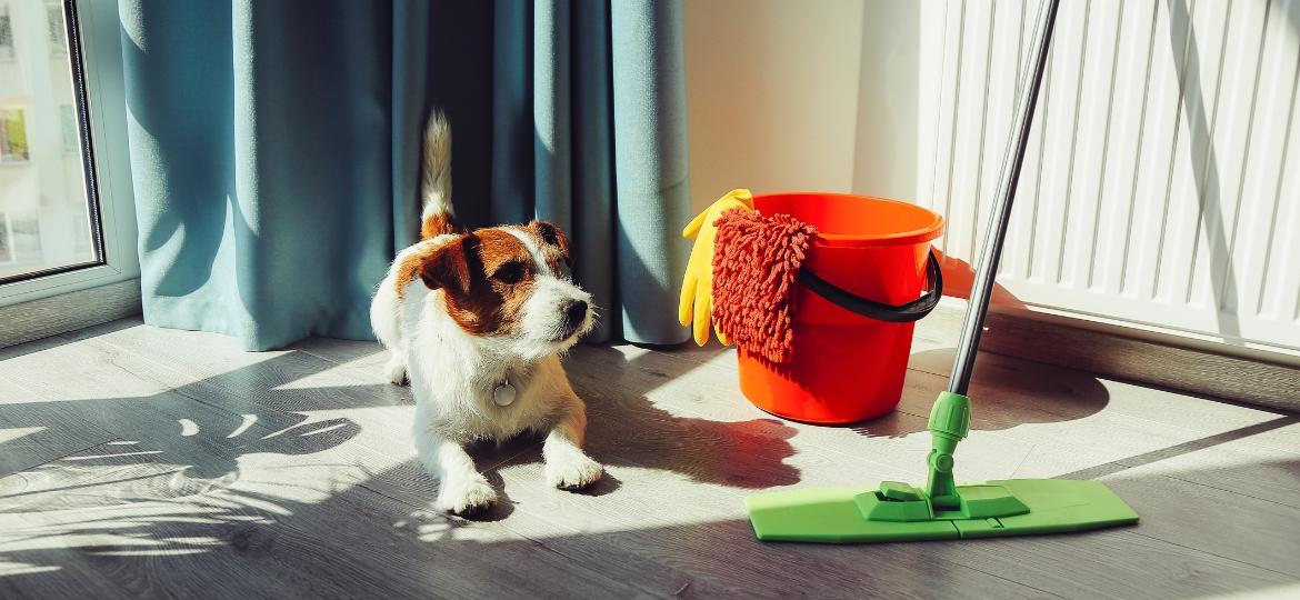 É recomendável buscar produtos que sejam específicos para limpar a casa onde vivem pets ou estar de olho nos rótulos - Getty Images/iStockphoto